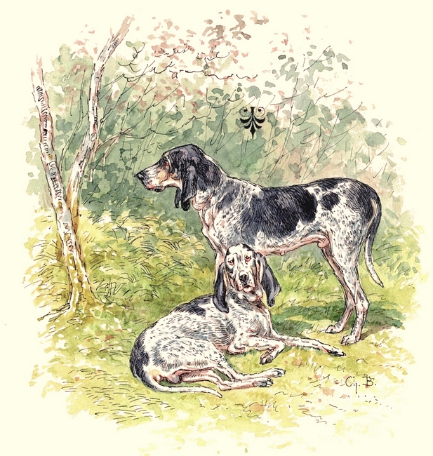 Illustration tirée de l'ouvrage Les Chiens courants français pour la chasse du lièvre (1866) - E. de Vézins - Forestié (Montauban) (18)